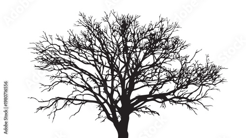 Silhouette of Majestic Tree: A striking silhouette of a mature tree, its intricate branches reaching skyward, stands against a stark background, evoking a sense of age, resilience.