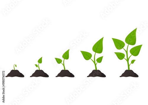 Organic Plant Growth Diagram Set with White Background