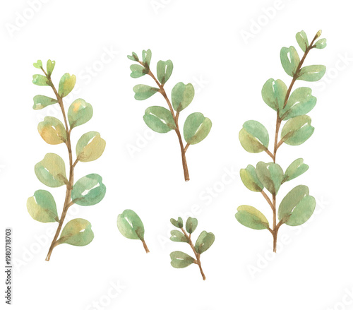 Watercolor leaves show simple green plant details in design
