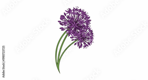 Two purple allium flower heads on thin green stems against white