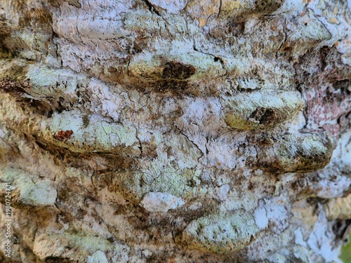 Close up textured tree bark surface with rough patterns natural wood background detail