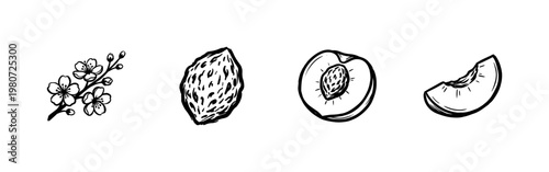 Stone Fruit Peach and Botanical Blossom Harvest with Hand-Drawn Inky Brushwork and Sketch Texture Style