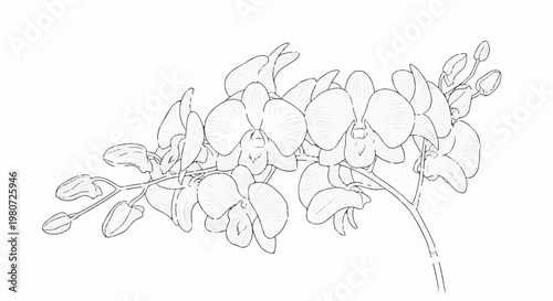 Delicate line drawing of blooming orchid flowers and buds on a stem