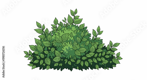 A dense green bush with many leaves on a white background