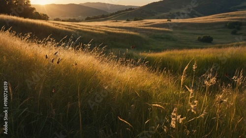 Serene sunset over rolling hills with golden grass, showcasing nature's beauty and tranquility