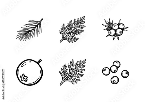 Juniper Berries and Coniferous Botanical Branches with Inky Brush Strokes and Hand-Drawn Painterly Aesthetic