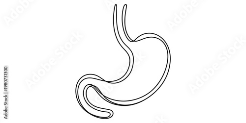 A continuous single line drawing of the human stomach organ isolated on a plain white background. Vector, illustration