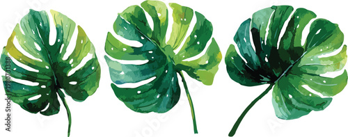 Green clover leaves isolated on white background, macro close-up of fresh green foliage, natural plant growth, spring garden flora, simple nature botanical beauty