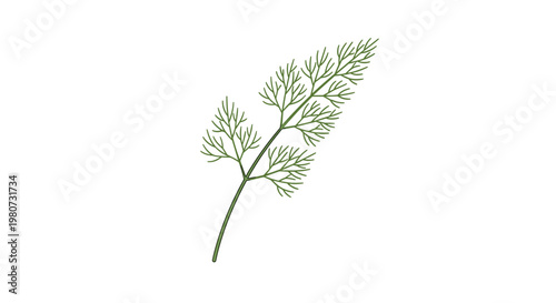 Delicate sprig of green dill or fern-like leaves with fine textures against a white background for herbal or culinary design elements.