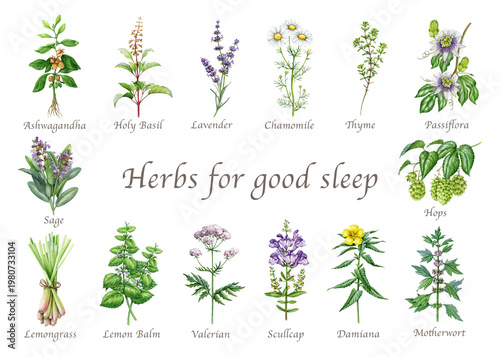 Herbal clipart set watercolor illustration with chamomile lavender valerian hops plants, calming herbs for sleep wellness tea, natural medicine design, botanical collection on transparent background