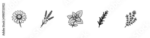 Lavender Chamomile and Aromatic Garden Herb Sprigs in Hand-Drawn Inky Brushstroke Style