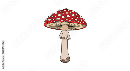 Classic red fly agaric mushroom with white spots and a tall stem isolated on a white background for nature forest or enchanted fantasy themes.