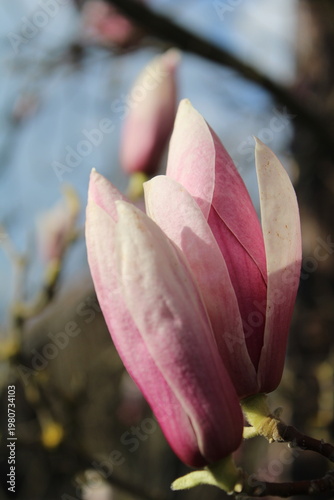 Magnolia flower