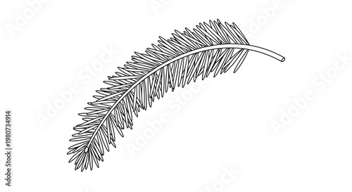 Simple black and white line drawing of a curved pine needle branch commonly seen in dense coniferous forests during winter.