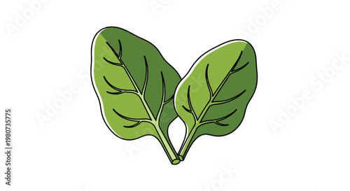 Two fresh green spinach leaves with dark green shadows representing healthy leafy vegetables and nutritious plant food.