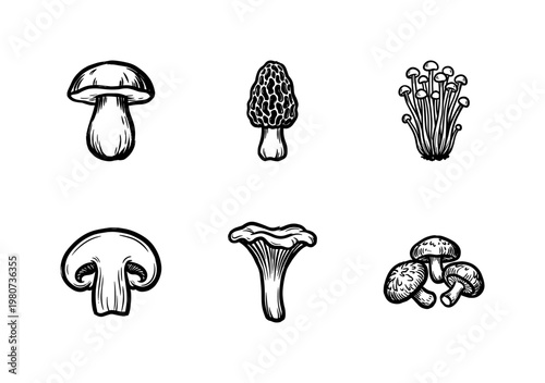 Wild Forest Mushrooms and Edible Fungi Varieties with Fluid Ink Brush Strokes in Hand-Drawn Painterly Style