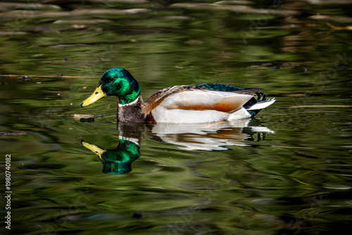 Close Up Portrait of Male Mallard Duck Swimming Calmly in Kosciuszko Park, Katowice, Poland