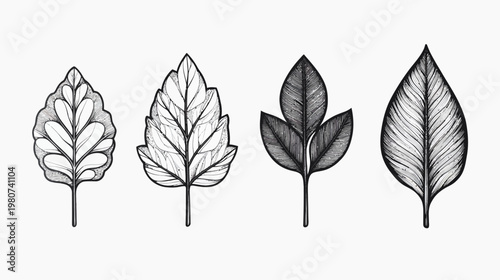 Four stylized leaves of varying shapes and shade detail, line-drawn on white