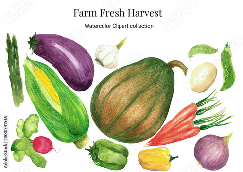 Watercolor farm fresh vegetable harvest set with pumpkin, eggplant, corn and carrot, hand-painted garden veggies isolated PNG on Transparent background