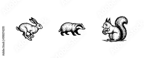 Wild Forest Animals and Woodland Wildlife Illustrations with Detailed Inky Brush Strokes and Hand-Drawn Painterly Aesthetic