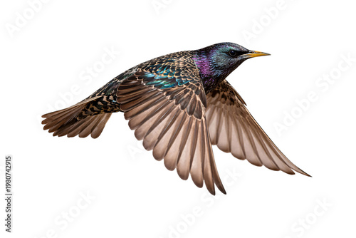 Fotografie European starling bird in flight with iridescent plumage against black png isola