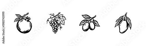 Fresh Orchard Fruits and Tropical Harvest Botanical Illustrations with Fluid Ink Brush Strokes and Hand-Drawn Painterly Aesthetic