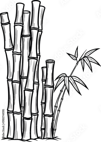 Illustration of a Bamboo Forest with Detailed Stalks and Leaves.