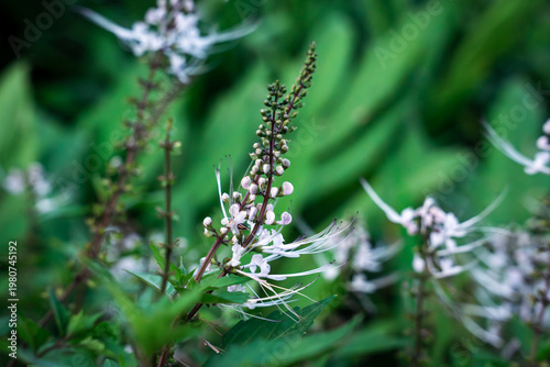 close up of cats whiskers java tea plant