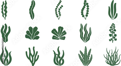 Illustrated guide to various types of seaweed and aquatic plant structures Vector