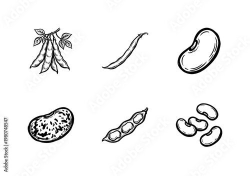Fresh Garden Beans and Legume Pods with Hand-Drawn Inky Brush Strokes and Organic Calligraphic Outlines