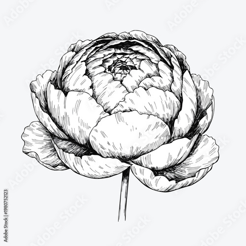 A detailed black and white illustration of a peony flower on a plain background