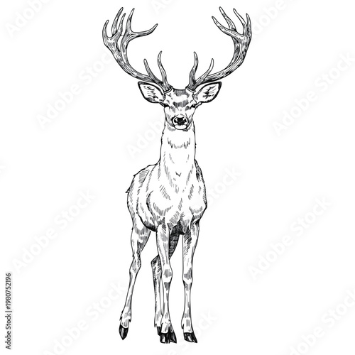 A majestic deer with large antlers stands proudly on a plain background