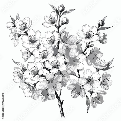 A beautiful black and white illustration of a blooming cherry blossom branch