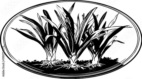 Black and white graphic of plants with long leaves inside an oval border