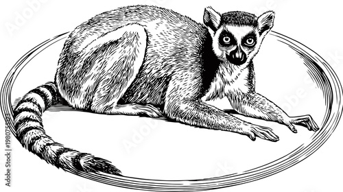 Engraved image of a lemur sitting within a simple, double-lined oval border