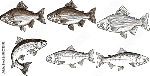 Vintage Fish Engraving Set with Detailed Seafood Species Illustrations, Hand Drawn Marine Life Collection for Fishing, Culinary, Packaging, and Educational Designs