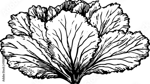 Hand-drawn leafy greens graphic