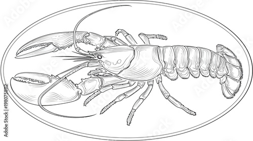 Intricate line drawing of a lobster inside of an oval frame