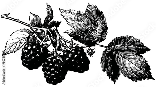 Etched illustration of blackberries on a stem, detailed leaves, stark black and white