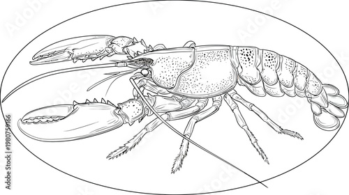 Lobster illustration in oval