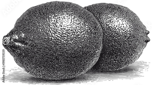 Two round citrus fruits, detailed hatching creates texture, black & white image