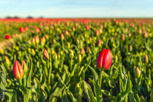 Budding and flowering tulips in the foreground of a large field of a specialized Dutch flower bulb nursery.