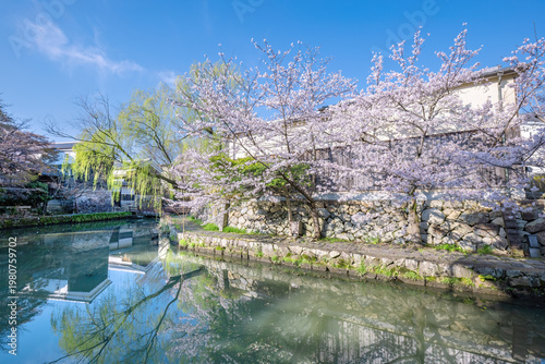 近江八幡・八幡掘　桜の季節