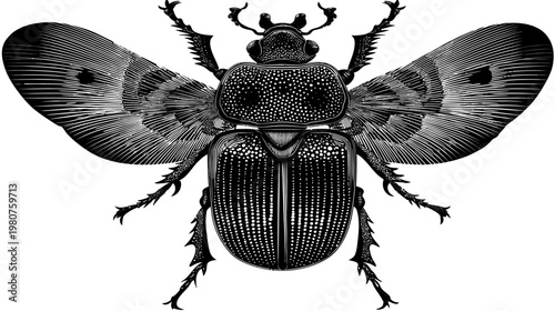 Detailed black-and-white woodcut-style illustration of a beetle with dotted patterns