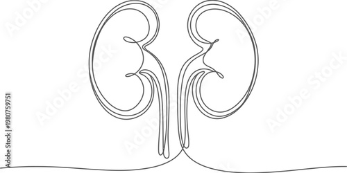 Minimalist continuous line drawing of human kidneys