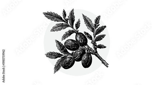 Engraved branch with fruits and leaves on light gray round background, crisp graphic look
