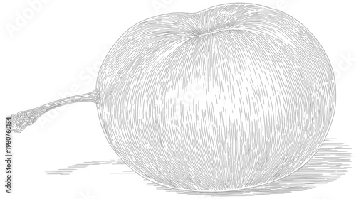 Detailed etching of a round fruit, with a stem and a shadow on white