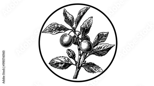 Hand-drawn botanical illustration of a fruit tree branch inside a circle