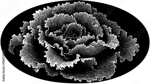 Ornate floral illustration on oval black background