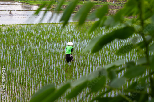 Rice Farmer in Paddy Field, Vietnam